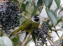 Spizixos semitorques