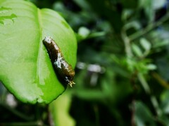 Papilio polytes romulus