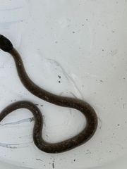 Crotaphopeltis hotamboeia