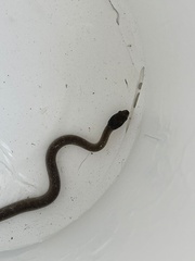 Crotaphopeltis hotamboeia