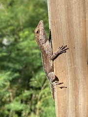 Anolis cristatellus