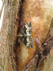 Chrysolarentia lucidulata