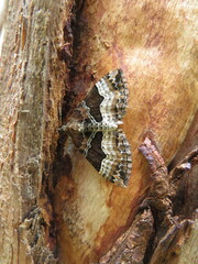 Chrysolarentia lucidulata