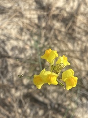 Linaria spartea