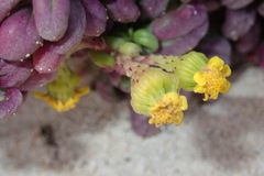 Senecio leucanthemifolius image