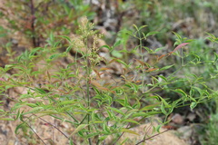 Cucumber mosaic virus