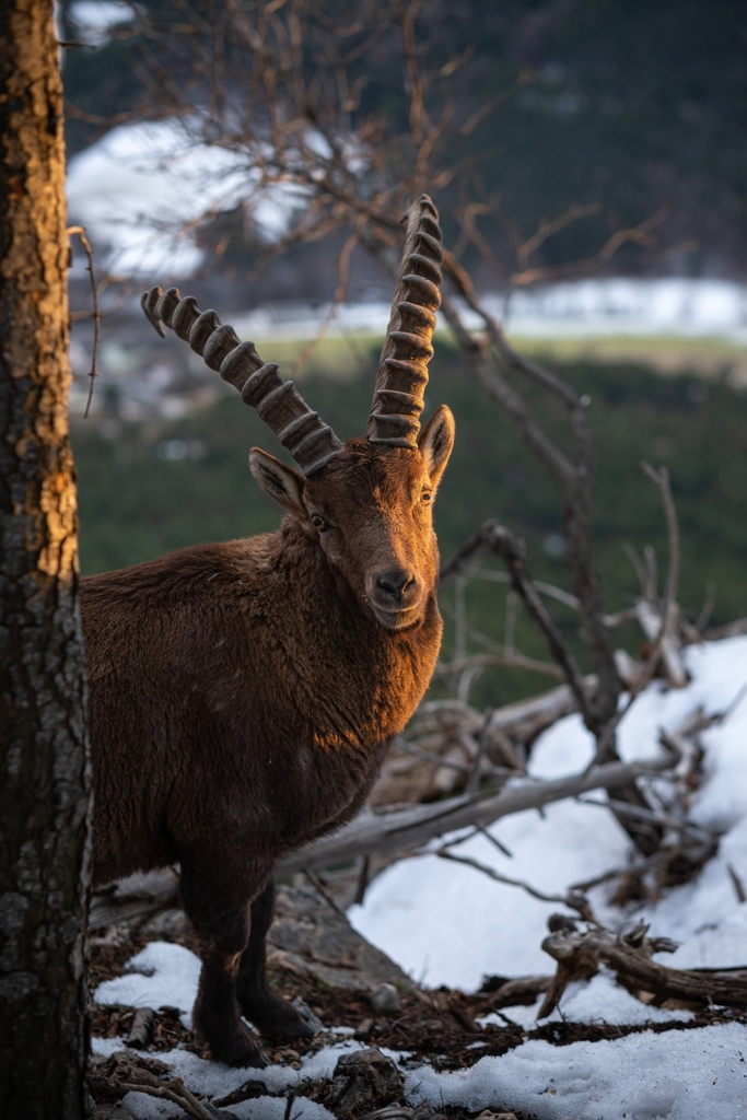 Alpine Ibex (Capra ibex)