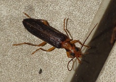 Nacerdes carniolica