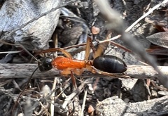 Camponotus nigriceps