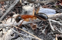 Camponotus nigriceps
