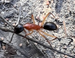 Camponotus nigriceps