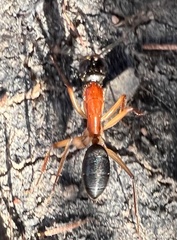 Camponotus nigriceps