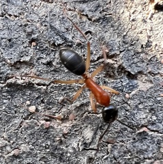 Camponotus nigriceps