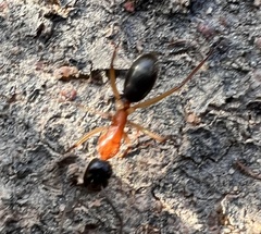 Camponotus nigriceps