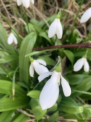 Galanthus woronowii