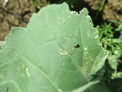 Phyllotreta striolata