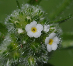 Cryptantha clandestina