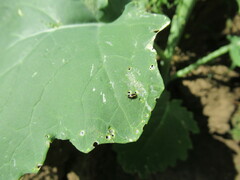 Phyllotreta striolata