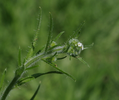 Cryptantha clandestina