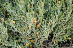 Tetraena fontanesii