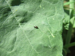 Phyllotreta striolata