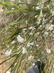 Retama monosperma