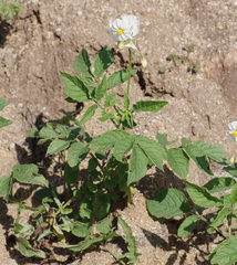 Solanum maglia