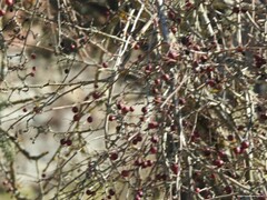 Crataegus monogyna