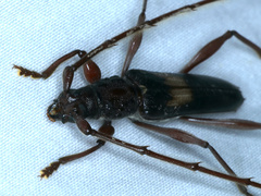 Epithora dorsalis