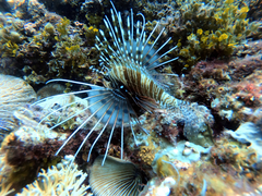 Pterois antennata
