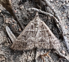 Dichromodes explanata