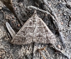 Dichromodes explanata