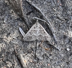 Dichromodes explanata