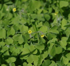 Oxalis micrantha