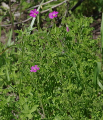 Oxalis arenaria