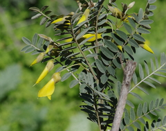 Sophora macrocarpa