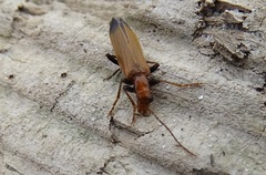Nacerdes melanura