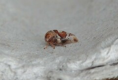 Cyrtolobus tuberosus