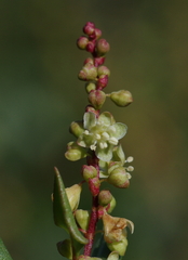 Muehlenbeckia hastulata