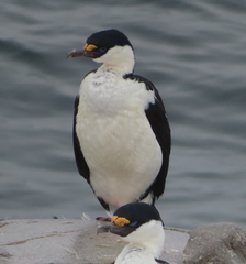 Leucocarbo bransfieldensis