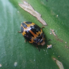 Iphiclus signatus