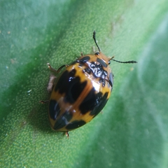 Iphiclus signatus