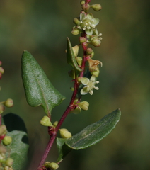 Muehlenbeckia hastulata