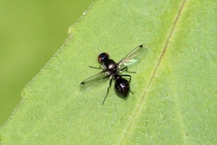 Parapalaeosepsis plebeia