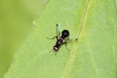 Parapalaeosepsis plebeia
