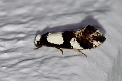 Monopis icterogastra