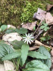 Stellaria pubera