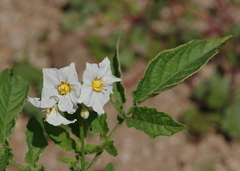 Solanum maglia