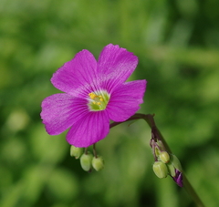 Oxalis arenaria
