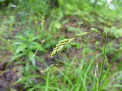 Carex foenea